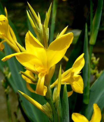 水生美人蕉(黃色)